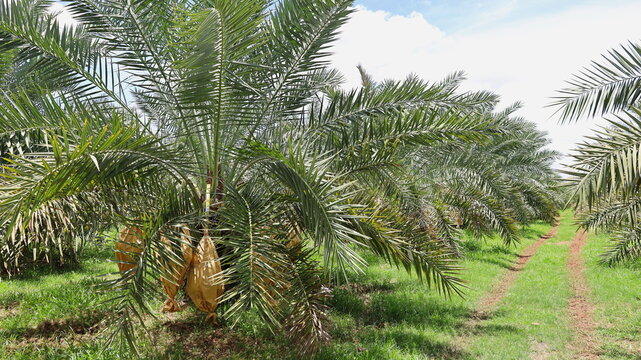 Date palm trees in agricultural fields. Background planting of Middle Eastern apple tree Barhee species (Phoenix dactyifera L.) in Thailand on outdoor agricultural garden background. Selective focus