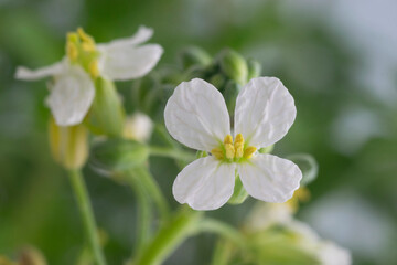 Turnip (Brassica Rapa sp.) flower in bloom with green blurred background