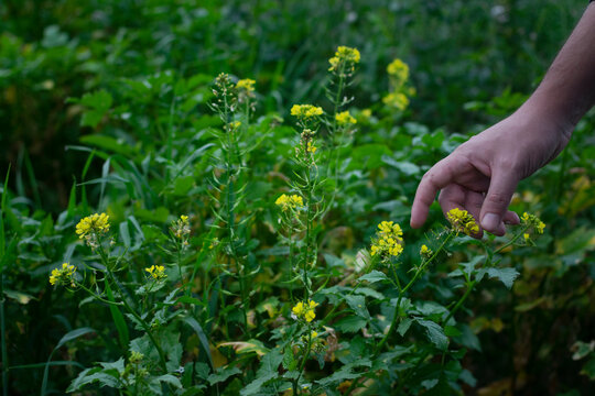 Man harvesting Mustard (sinopsis alba) flower in a garden for a food dish decoration. With copy space.