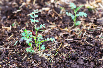 Chickpea (Cicer arietinum) seedlings sprouts emerge from the soil after they germinate. With selective focusing and copy space.
