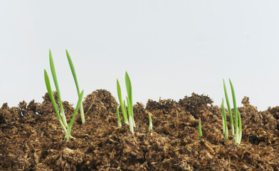 Oat seedlings sprouting in peat moss soil with white background