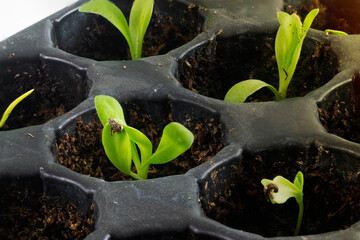 Marigold (Calendula Officinalis) seedlings growing on a tray