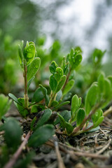 Yamal nature in macro photography. Let's save the planet