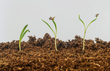 Spinach (Spinacea Oleracea) seedlings growings in soil isolated in white background