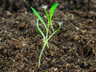 Spinach (Spinacea Oleracea) seedlings growing in soil. Close up view