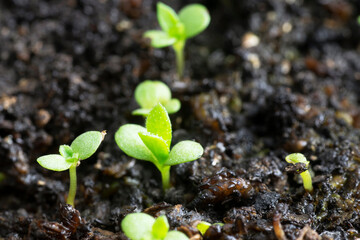 Tarragon; Estragon (Artemisia Dracunculus) seedlings growing in wet soil. Close up macro view with...