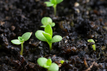 Tarragon; Estragon (Artemisia Dracunculus) seedlings growing in wet soil. Close up macro view with selective focusing and copy space.