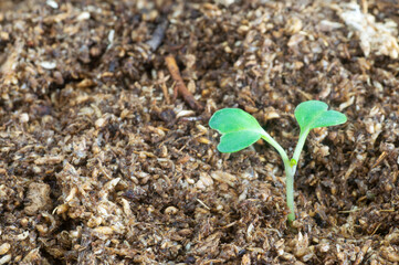 Kale seedling growing in peat moss with copy space