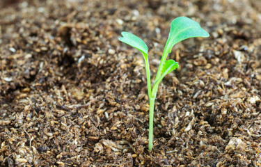 Kale seedling growing in peat moss with copy space