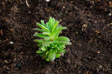 Lavander seedling growing in soil with copy space