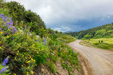 Colorado wildflower season in the Rocky Mountains