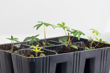 Lupine seedlings growing in pot tray isolated in white background with copy space