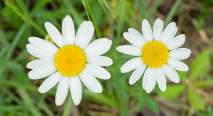 Obraz premium daisy in the meadow