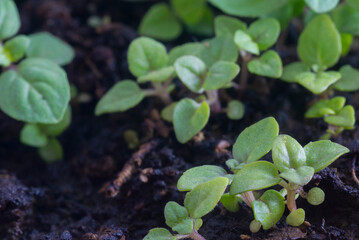 Obraz na płótnie Canvas Peppermint (Mentha Piperita) seedlings growing on wet soil with negative space