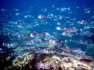 Costa Rica pacific sea life