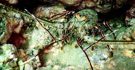 Costa Rica pacific sea life