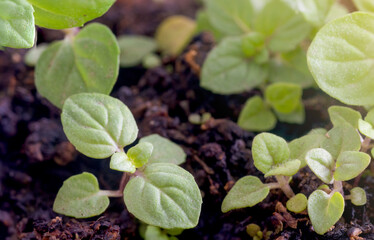 Peppermint (Mentha Piperita) seedling growing on wet soil with sunlight coming from the right