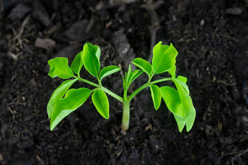 Moringa (Moringa oleifera) seedling growing on wet soil, top view