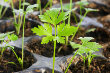 Parsley (Petroselinum crispum) seedlings growing in a pot tray. Close up view