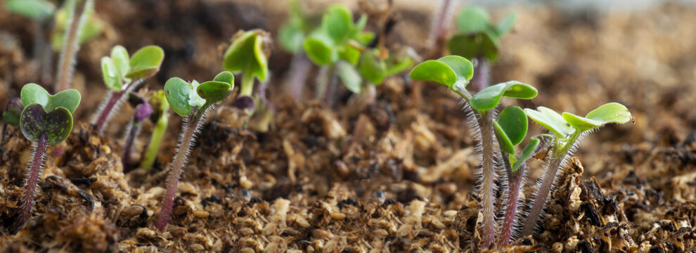 Mustard (Sinopsis Alba) seedling growing in peat moss. Banner format