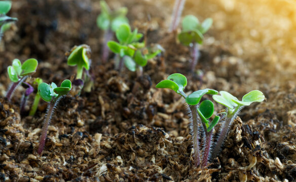 Mustard (Sinopsis Alba) seedling growing in peat moss with sunlight coming from the right