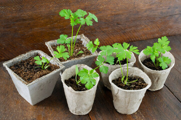 Parsley (Petroselinum crispum) seedlings growing in cow pots over a wooden garden table