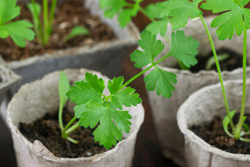 Parsley (Petroselinum crispum) seedlings growing in cow pots. Close up view