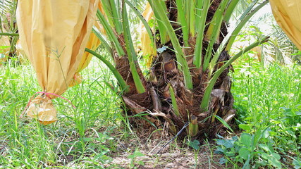 Young date palm shoots. A sapling of Barhee or Barhi (Phoenix dactyifera L.) above a palm for planting on an outdoor garden background. Selective focus