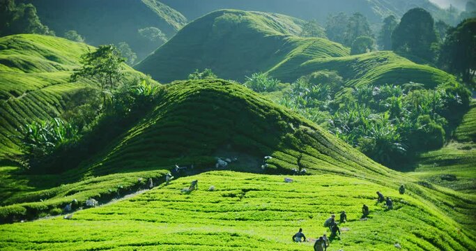 Migrant Workers Harvesting Tea Plantations in The Cameron Highlands, Malaysia