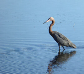 Reddish Egret in Merritt Island NWR