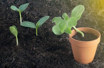 Watermelon (Citrullus Lanatus) seedling growing on soil and pot