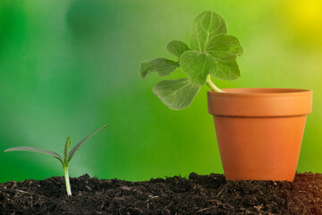 Watermelon (Citrullus Lanatus) seedlings growing on a pot and soil with green blurred background and negative space