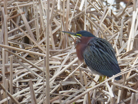 Green-Backed Heron in the Everglades