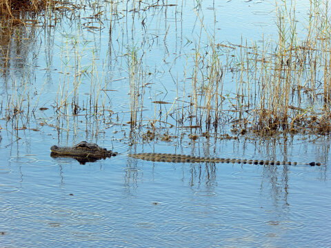 American Alligator in the Florida Everglades