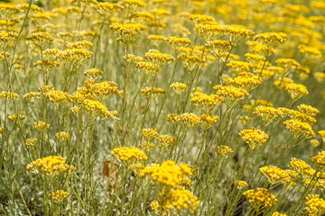 Yellow lavender growing in a field - selective focus