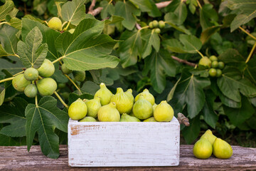 Wooden box with green Figs over an old plank with a blurred Fig tree on the background