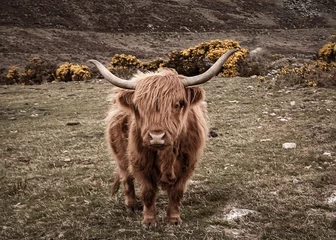 Papier Peint photo Highlander écossais scottish highland cow