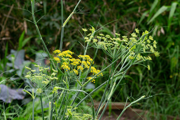 Fennel (Foeniculum Vulgare) flowers in bloom on the garden with blurred background