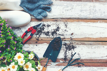 Top view on gardening a shovel filled with soil and flowers potted tool in the garden summer spring...