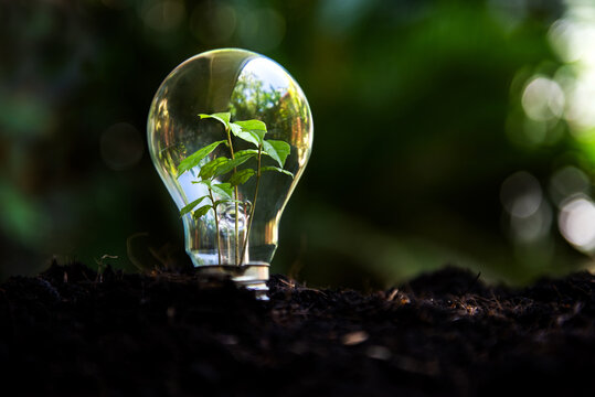 Saving energy and environment.  Tree growth in light bulb for saving Ecology energy nature. Eco and Technology concept