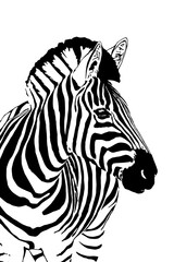 Ilustración en blanco y negro de cebra mostrando su cara, ojos, nariz, orejas y rayas del patrón de su piel