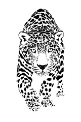 Ilustración de leopardo felino acechando con su rostro, ojos y nariz en blanco y negro, manchas negras de la piel © AleDaz