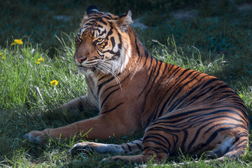 A resting tiger.Well-fed, calm.