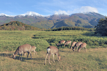 秋の知床連山とエゾシカの群（北海道・知床）
