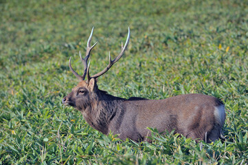 エゾシカの雄（北海道・知床）
