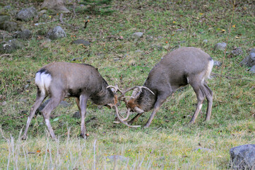 角突きをするエゾシカの雄（北海道・知床）
