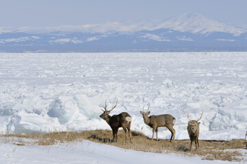 流氷とエゾシカの雄（北海道・野付半島）  © 愛 高行
