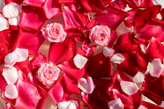 Fresh red petals and pink rose blossoms float on the water. 