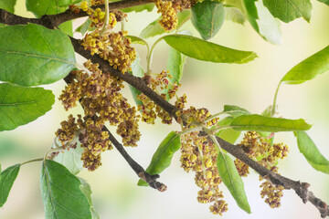 Cork tree (Quercus suber) inflorescence blooming in spring with green blurred background