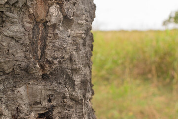 Cork tree (Quercus suber) Cortex